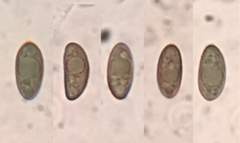 Nemania ethancrensonii