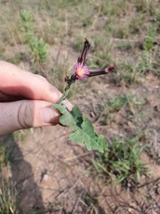 Launaea nana
