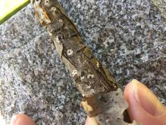 Nemania ethancrensonii