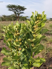 Pachycarpus asperifolius