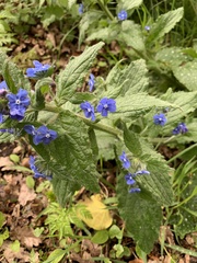 Symphytum caucasicum