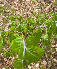 Fagus sylvatica