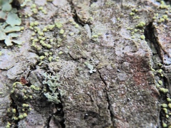 Biatora appalachensis