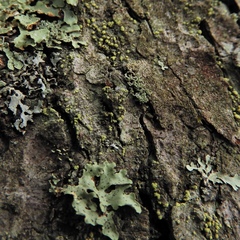 Biatora appalachensis