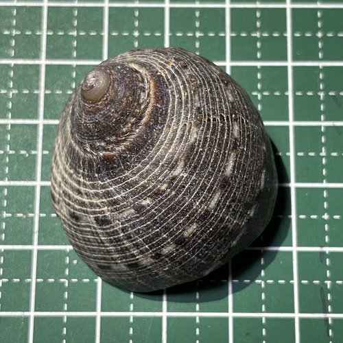 ホソスジテツボラ