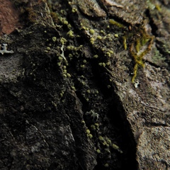 Biatora appalachensis