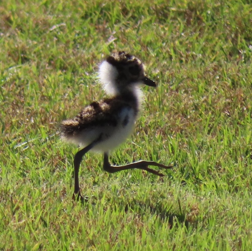 Blacksmith Lapwing (Vanellus armatus)