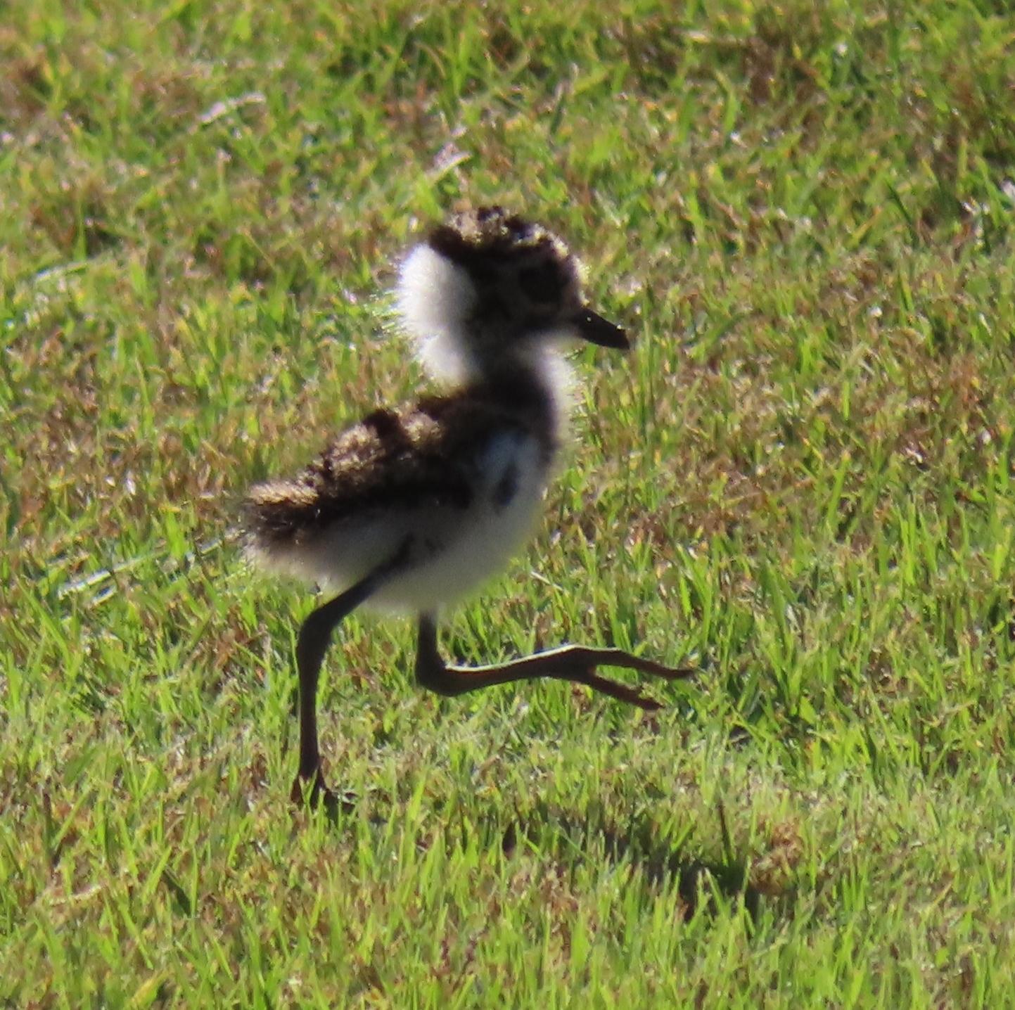 Blacksmith Lapwing illustration