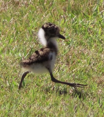 Blacksmith Lapwing photo 6
