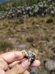 Pseudognaphalium paramorum