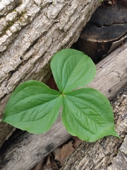Trillium grandiflorum