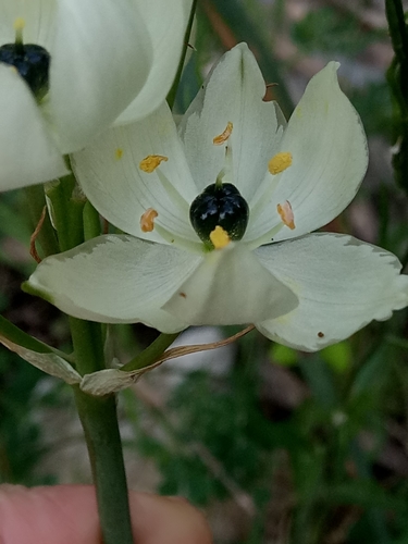 Image of Ornithogalum arabicum by (c) Karim Haddad, some rights reserved (CC BY)