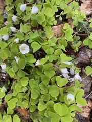 Oxalis acetosella