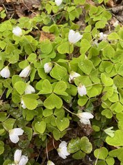 Oxalis acetosella