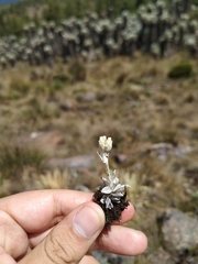 Pseudognaphalium paramorum