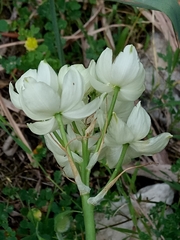 Ornithogalum arabicum image