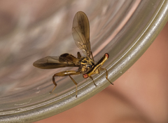 Richardia telescopica