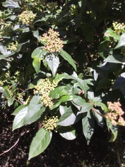 Viburnum tinus