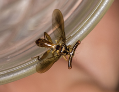 Richardia telescopica