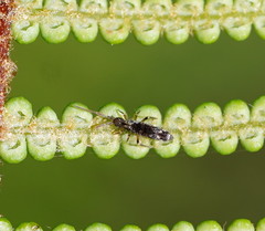 Paronellidae