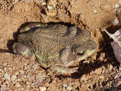 Cuban Small-Eared Toad photo 3