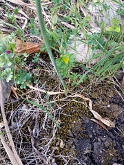 Ornithogalum arabicum image