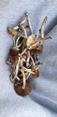 Psilocybe subaeruginosa
