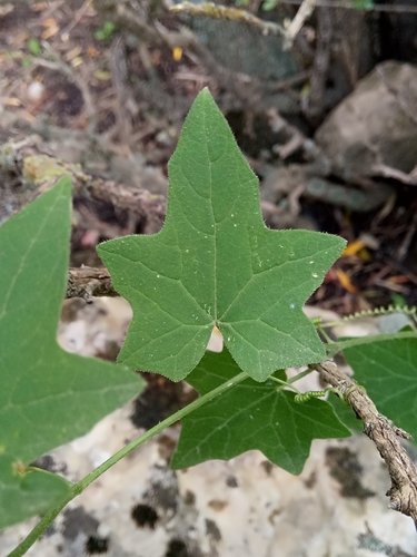 Bryonia dioica image