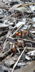 Psilocybe subaeruginosa