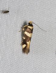 Macrobathra arrectella