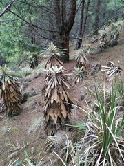 Espeletia guacharaca