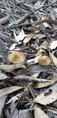 Psilocybe subaeruginosa