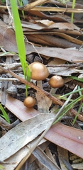Psilocybe subaeruginosa