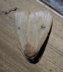Rivula sericealis