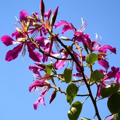 Bauhinia × blakeana