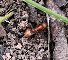 Polyergus rufescens