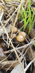 Psilocybe subaeruginosa