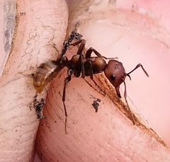 Polyergus rufescens