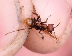 Polyergus rufescens