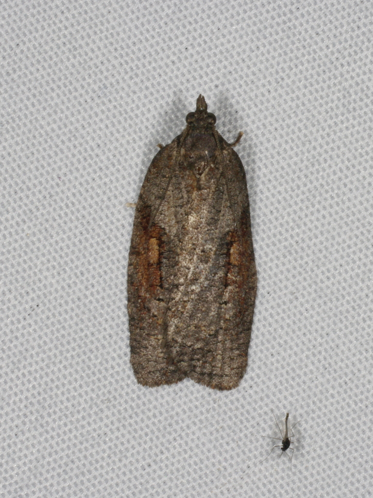 Thrincophora dryinodes