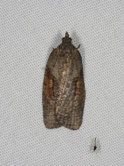 Thrincophora dryinodes