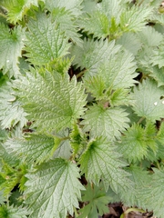 Urtica dioica