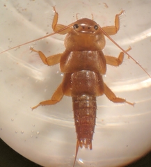 Peltoperlidae