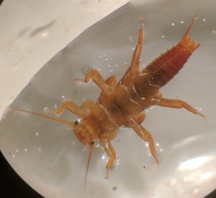 Peltoperlidae