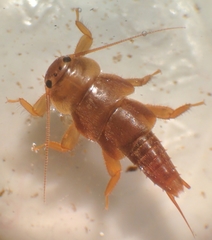 Peltoperlidae