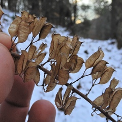 Aconitum uncinatum