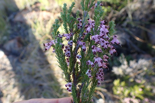 Image of Erica vlokii by no rights reserved
