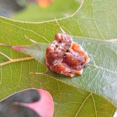 Mastophora