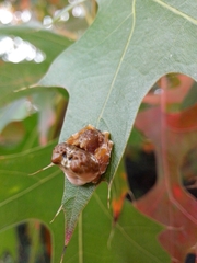 Mastophora