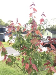 Acer rubrum